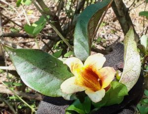 Crossvine flower closeup, May 2018