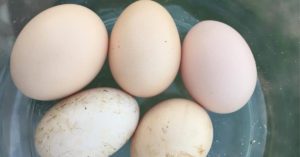 free range eggs - increasing production