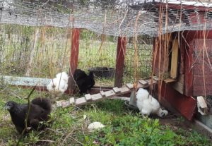 Chicken coop and run with silkie chickens, April 2019