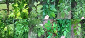 Trees in my yard in Northwest Georgia