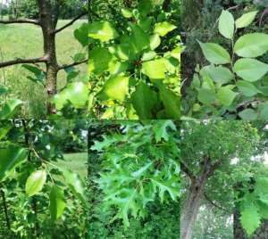 Trees in my yard - bio diversity in Northwest Georgia