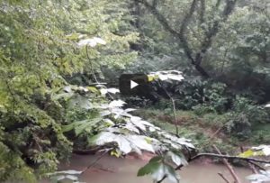 There is no silence in nature.