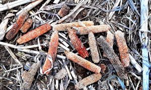 Coronavirus toilet paper shortage and solution: sun-dried NW Georgia corn cob 12-pack