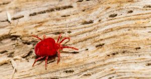 chigger mite