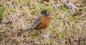 robin in northwest Georgia in the winter