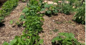 garden vision - back to eden gardening