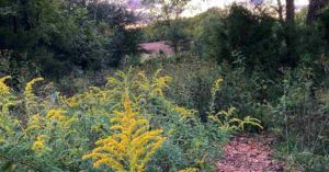 goldenrod in wildflower spiral