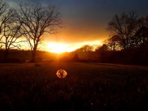 Take time to see dandelions at sunset -- feel nature