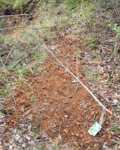Chickamauga Creek wildflower planting area + pumpkin seed hill + hickory nut planting, late March, 2018