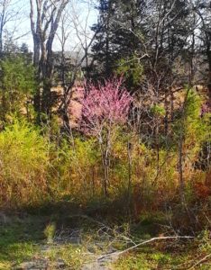Eastern Redbud tree with privet garbage trees trimmed away, Chickamauga, GA, March 2018