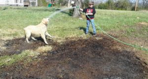 After seeding the burn area with wildflowers, we watered it. The dog loves to get a drink, so I thought maybe that would help tamp down the seeds! Note the long grass next door, where no wildflowers grow.