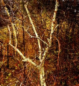 Lichen on a privet bush trunk - Chickamauga, GA March 2018