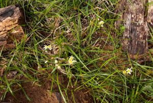 Post burn wildflower closeup March 2018