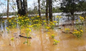Getting ready for wildflowers and pollinators -- Glowing goldenrods, flooded by the West Chickamauga Creek, April 2018, taken from Nature's Guy kayak