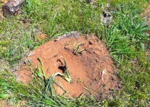 Iris planted in a fire ant hill, Catoosa County, Georgia, April 2018. Experiment -- will it grow?