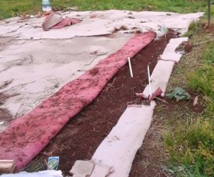 Pink carpet as a weed killer -- pulled it back and planted Swiss Chard and Basil in weed-free garden dirt! Nature's Guys, April 2018