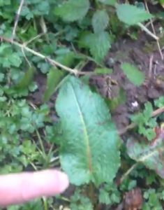 The close by cure for stinging nettle is yellow dock or curly dock (usually found growing near stinging nettle)