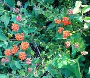 Asclepias tuberosa , commonly known as tuberous milkweed or butterfly milkweed NW GA June 2018