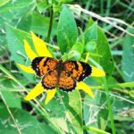 orange and black butterfly on woodland sunflower, NW Georgia, July 2018, part of a natural yard