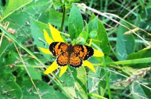 orange and black butterfly on woodland sunflower, NW Georgia, July 2018, part of a natural yard