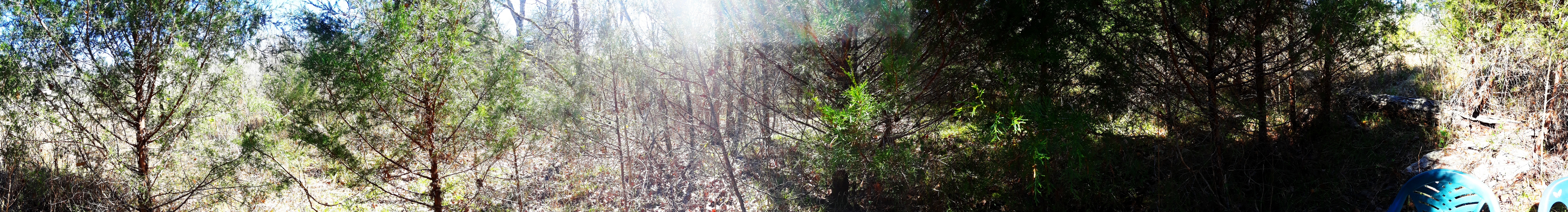 panorama of a cedar circle in the woods of NW Georgia