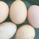 free range eggs - increasing production