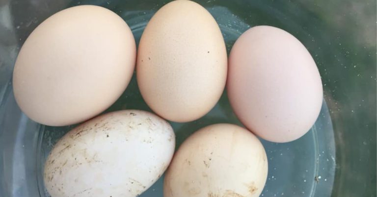 free range eggs - increasing production