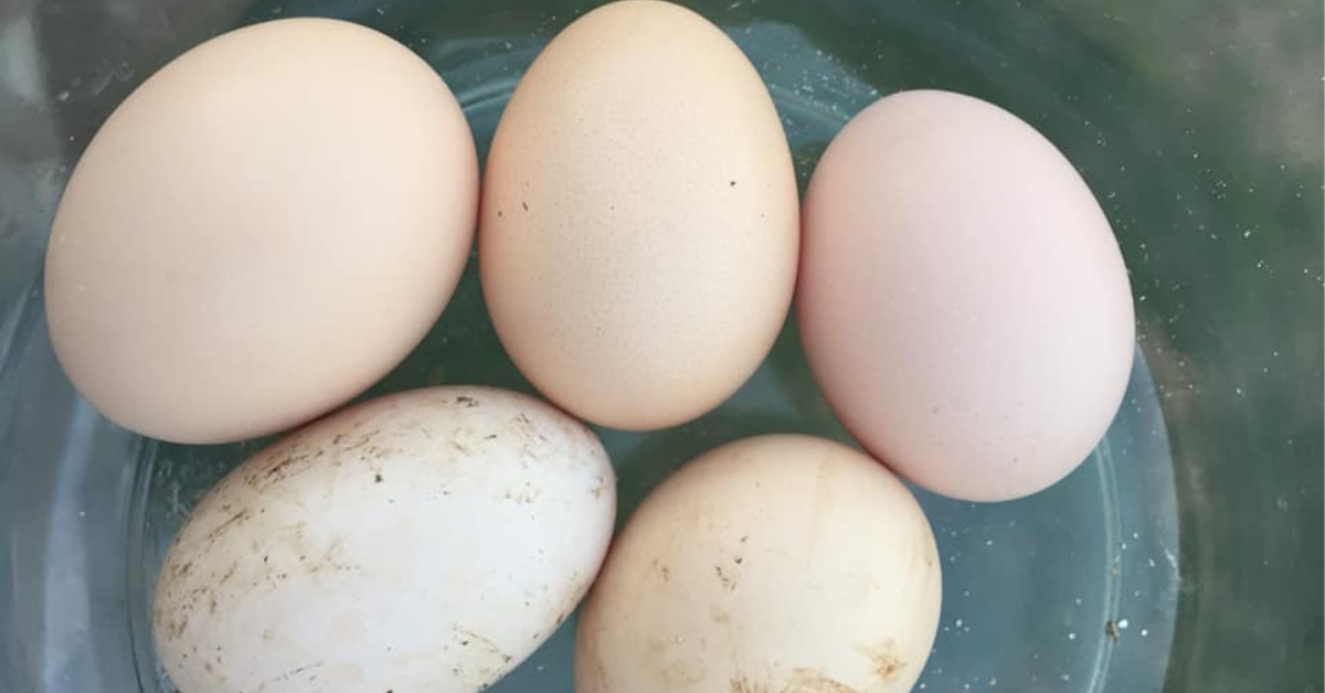free range eggs - increasing production