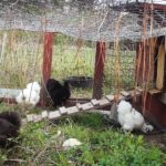 Chicken coop and run with silkie chickens, April 2019