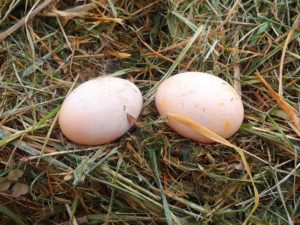 first eggs from silkies, April 2019