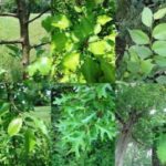 Trees in my yard - bio diversity in Northwest Georgia