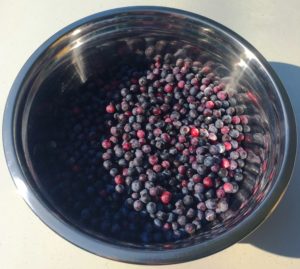 Late Season Blueberries from The Blueberry Farm in NW Georgia, July 2019