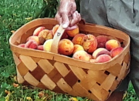 A tisket, a tasket, a brown and yellow basket full of peaches.