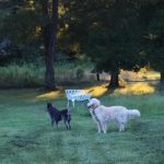 Etude on a Cool Georgia Summer Evening - Blue Heeler and Golden Retriever dogs.