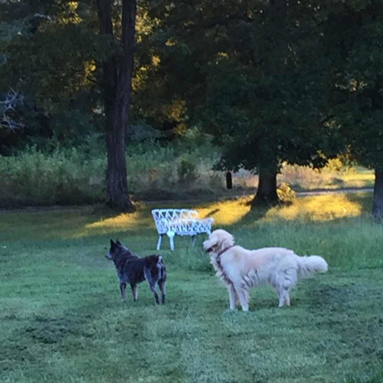 Etude on a Cool Georgia Summer Evening - Blue Heeler and Golden Retriever dogs.