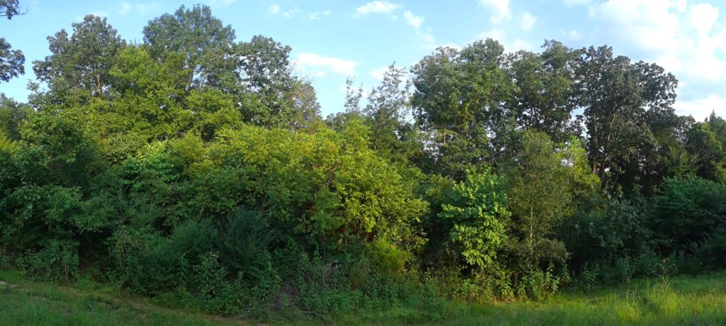 Dozens of green trees bask in the late afternoon glow of the Georgia summer heat, August 2019