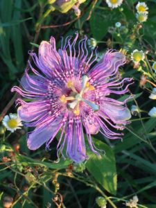 purple passionflower I might have missed: NaturesGuy