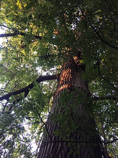 Lightning strikes the old pre-Civil War Oak. The Old Woman of the Woods shares her first-hand account of the event as this nature vignette.