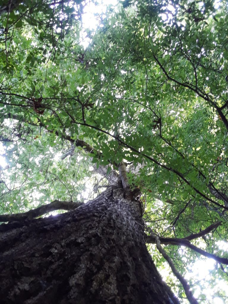 Find Solace, Refuge and Peace 'neath the branches of the Old Woman of the Woods