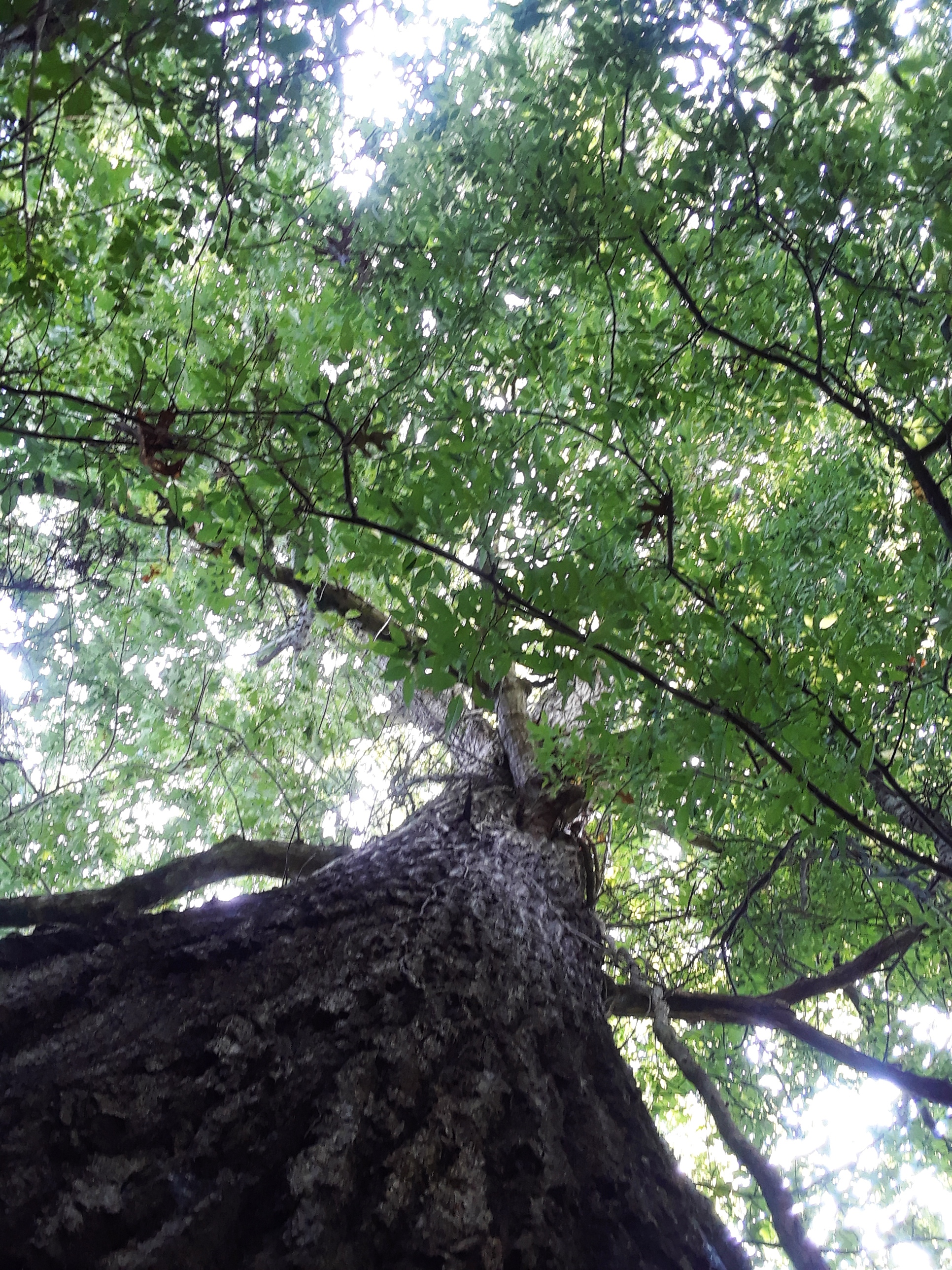 Find Solace, Refuge and Peace 'neath the branches of the Old Woman of the Woods
