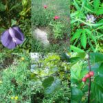Wildflowers from NaturesGuy's property -- August 2019 -- Don't miss the show!