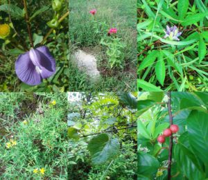 Wildflowers from NaturesGuy's property -- August 2019 -- Don't miss the show!