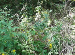 Clearing underbrush reveals a surprise of hidden wildflowers
