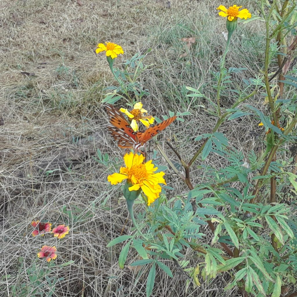 Flowers in the fields bring butterflies, birds and more!