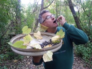 Natural yards can feed humans, too! Wild grapes in Wisconsin.