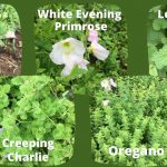 Eat Your Yard - Edible and Medicinal Herbs and Plants in Your Yard