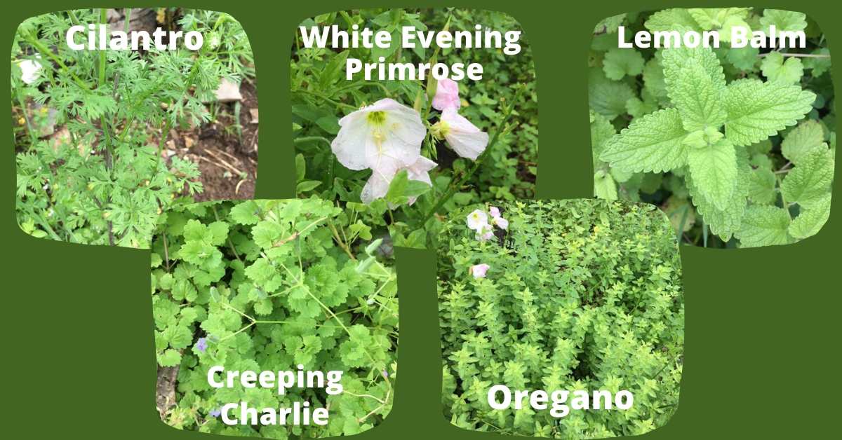 Eat Your Yard - Edible and Medicinal Herbs and Plants in Your Yard