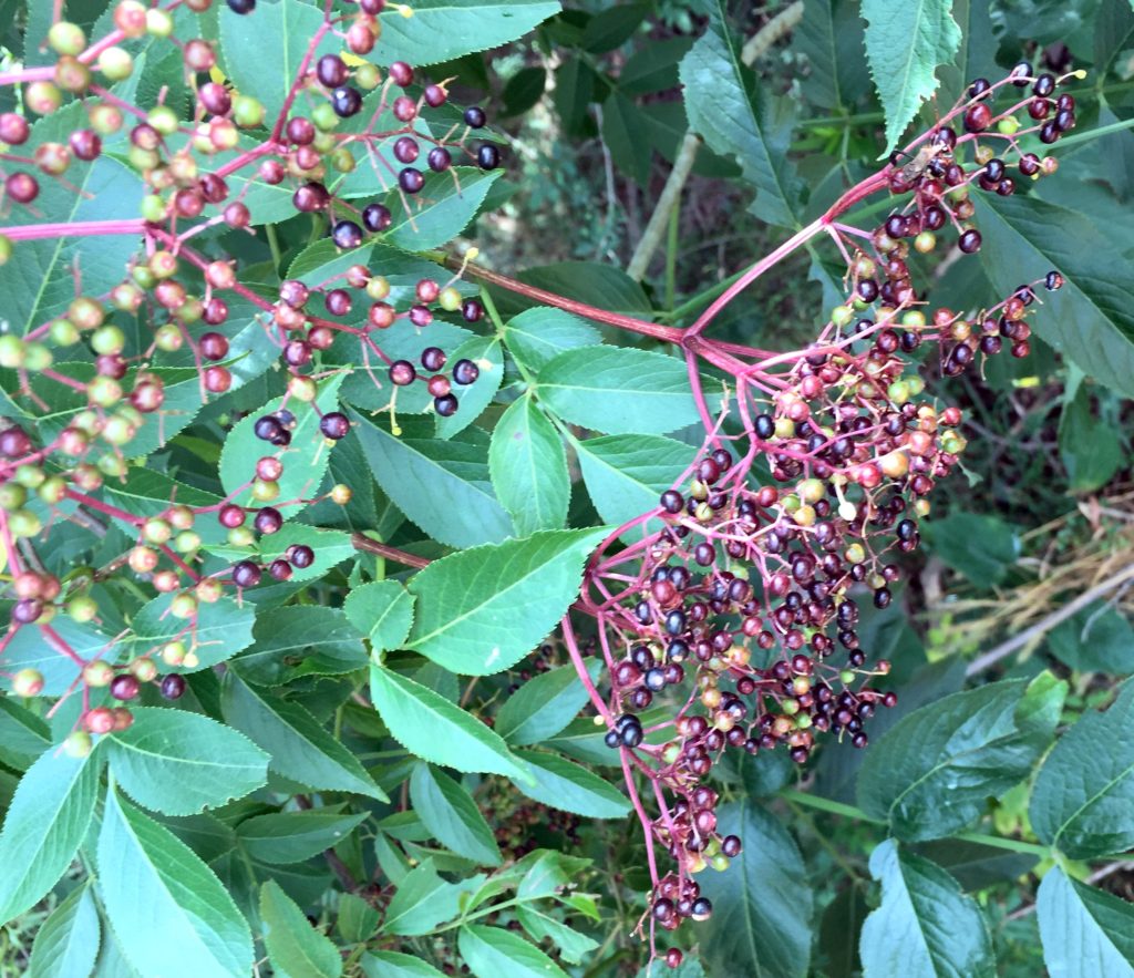 wild elderberries are an excellent immune system booster and source of quercetin