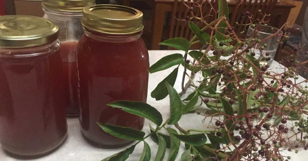 medicinal value of elderberries - elderberry juice or syrup recipe