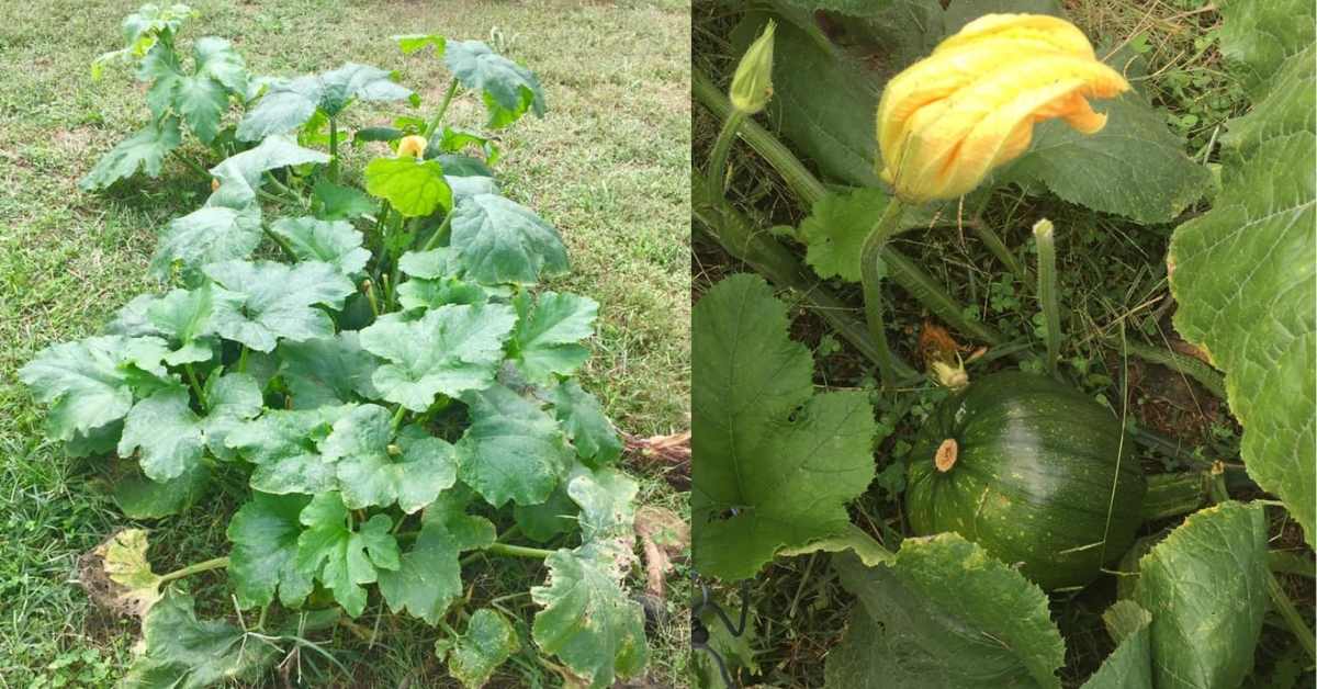 Volunteer Pumpkin